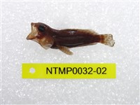 藏品(三斑石斑魚)的圖片